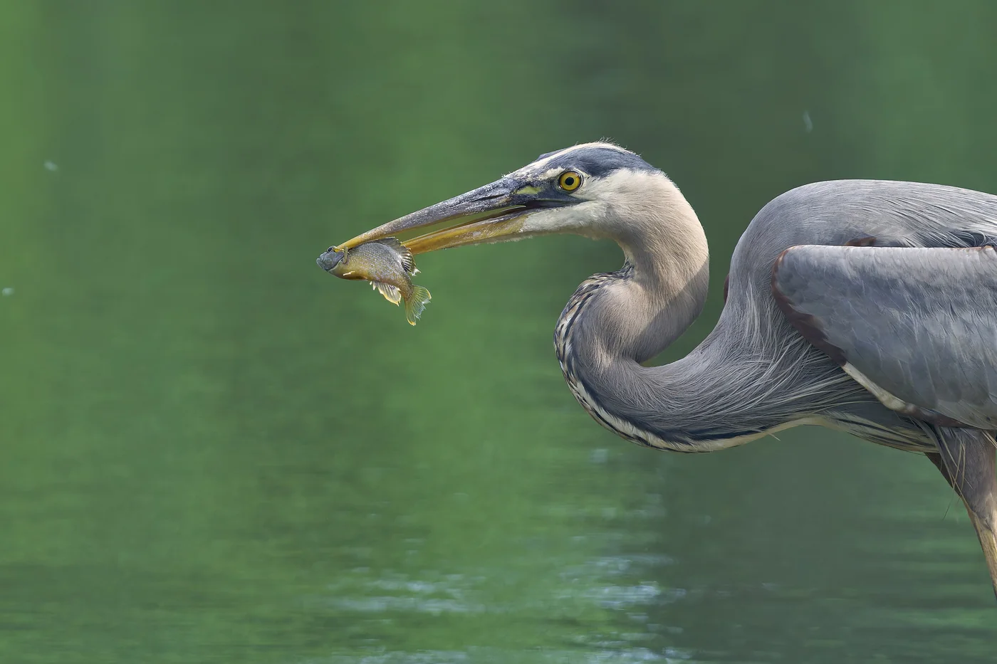 A Great Blue Heron holding a freshly caught fish, showing why an unprotected pond draws repeat visits