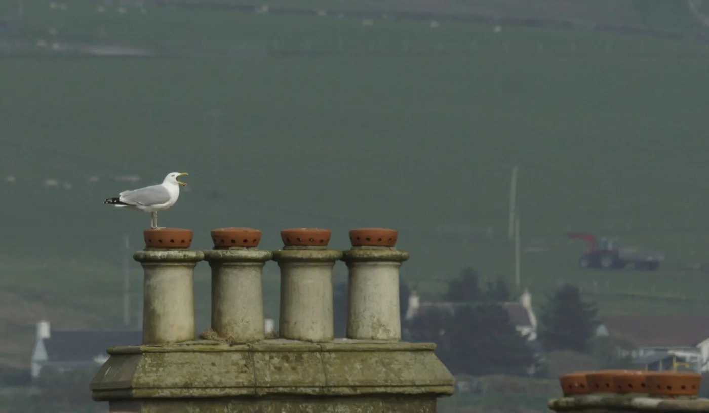 A herring gull perched on a commercial rooftop edge, the species most associated with food-related complaints
