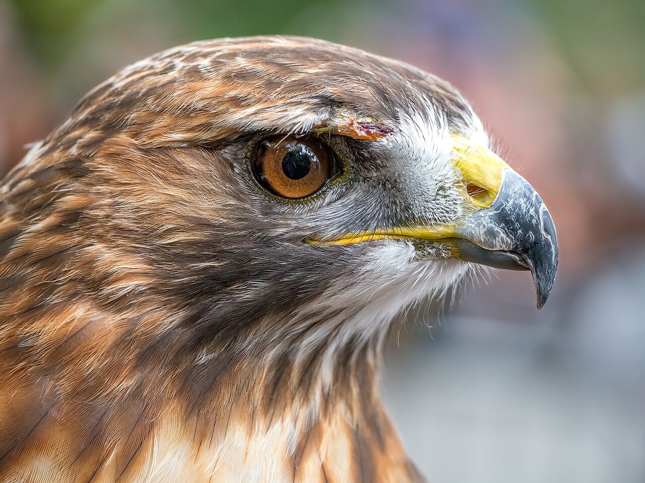 How to Get Rid of Hawks: Humane Ways to Keep Them Away