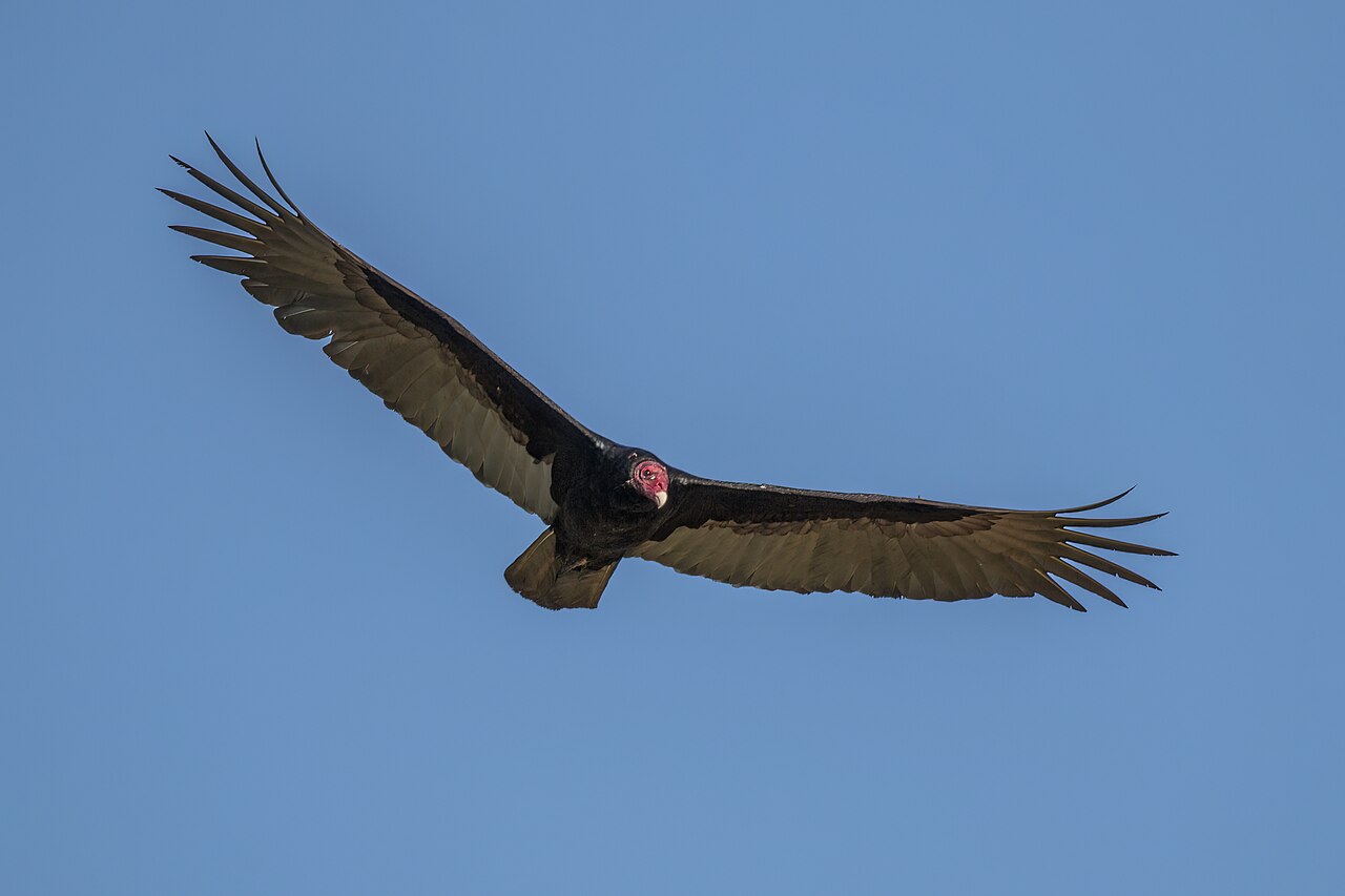 How to Get Rid of Vultures: Effective Solutions for 2026
