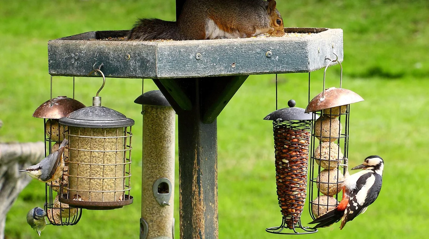 Several feeder styles serving birds and a squirrel at one station