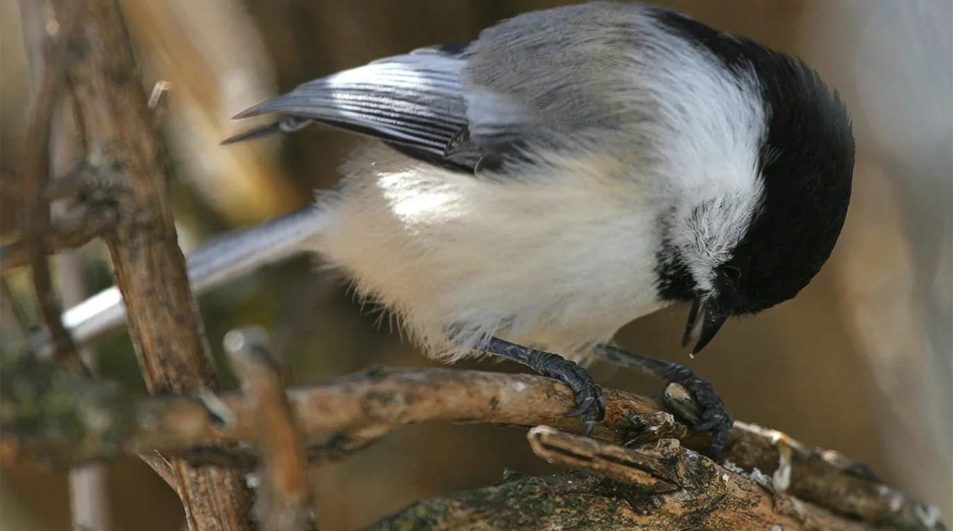 A Black-capped Chickadee holding a seed away from the feeder