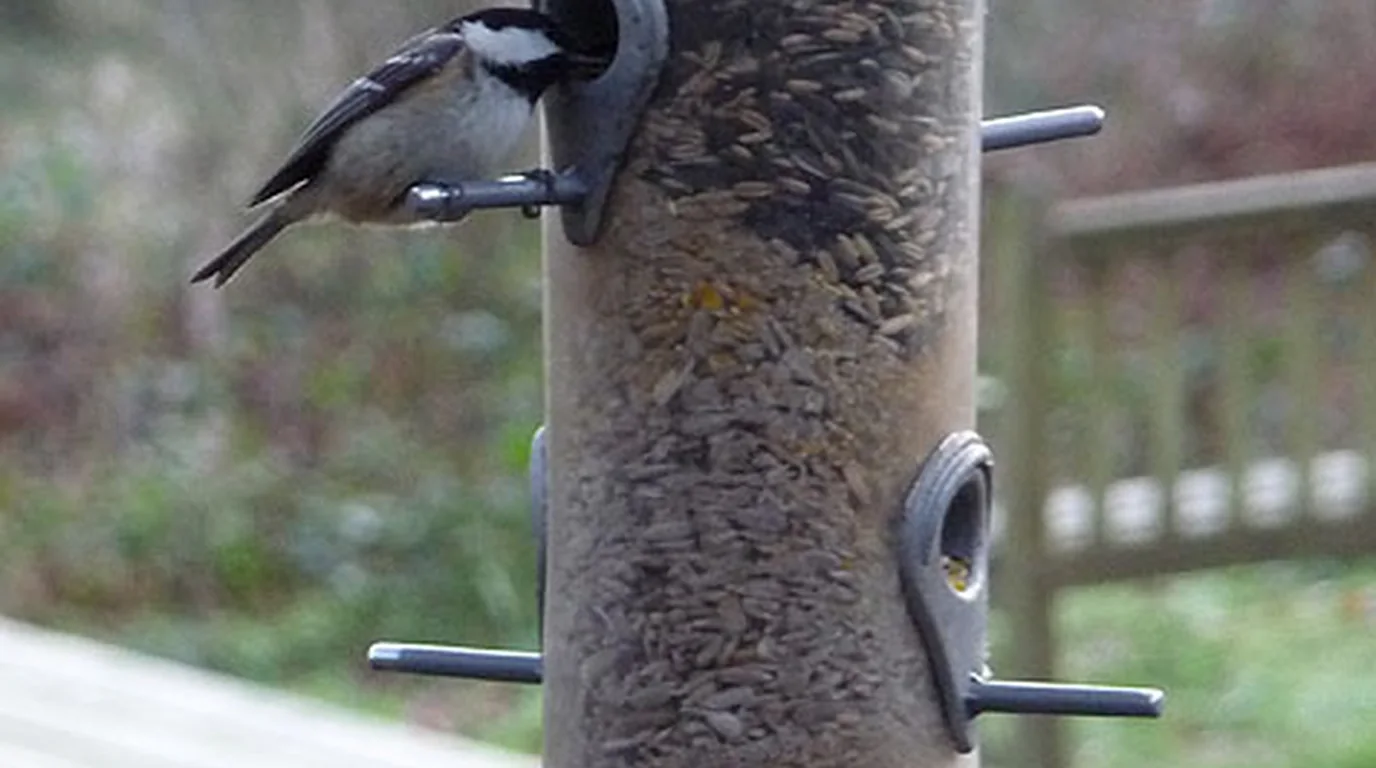 A small bird using a hanging feeding tube with short perches