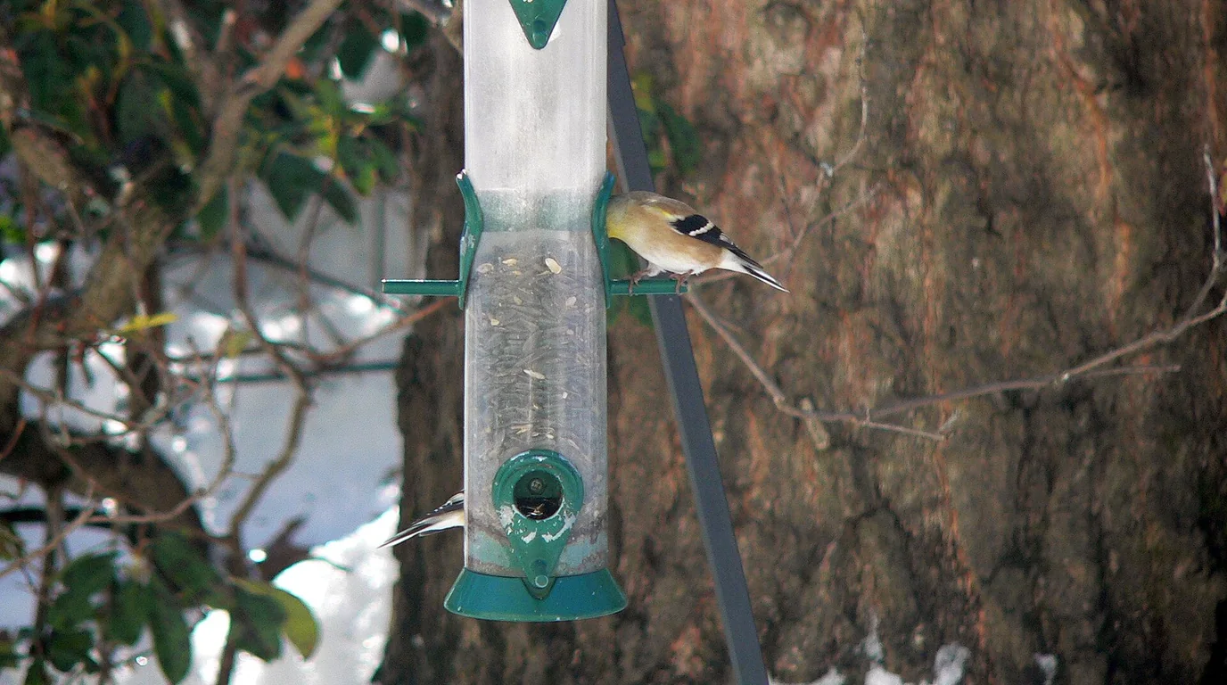 An American Goldfinch using a narrow tube feeder