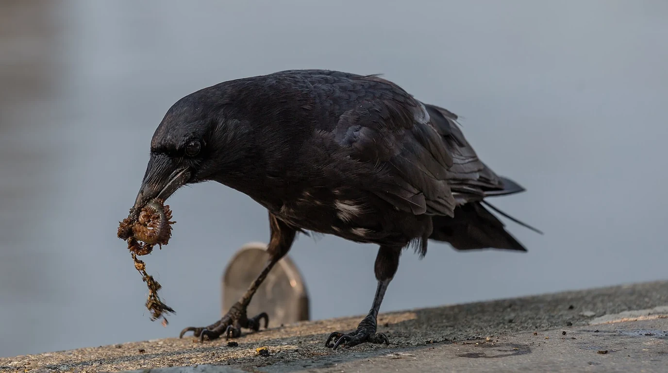 How to Keep Crows Away From Bird Feeders Without Harming Them