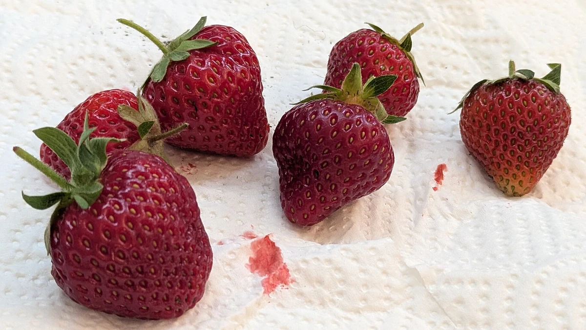 A small home-garden harvest with ripe and slightly underripe strawberries
