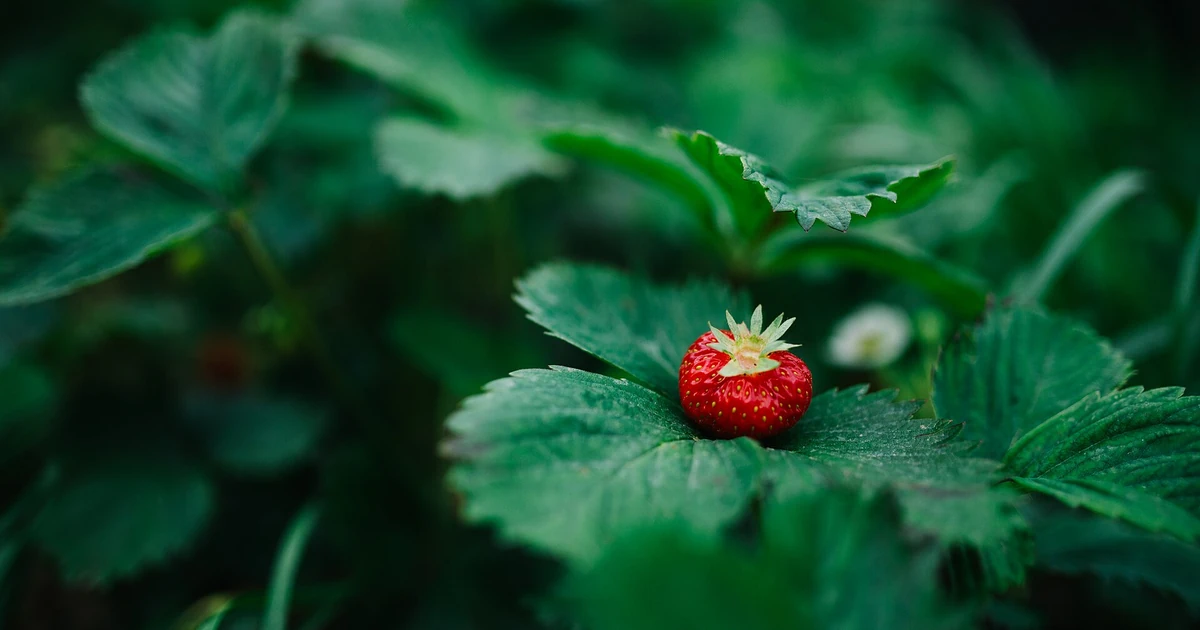 How to Protect Strawberries From Birds Without Harming Them