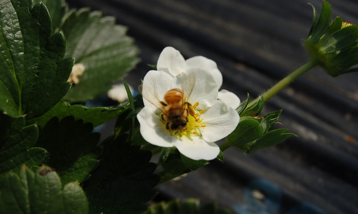 A bee visiting an open strawberry flower before the protective cover is closed