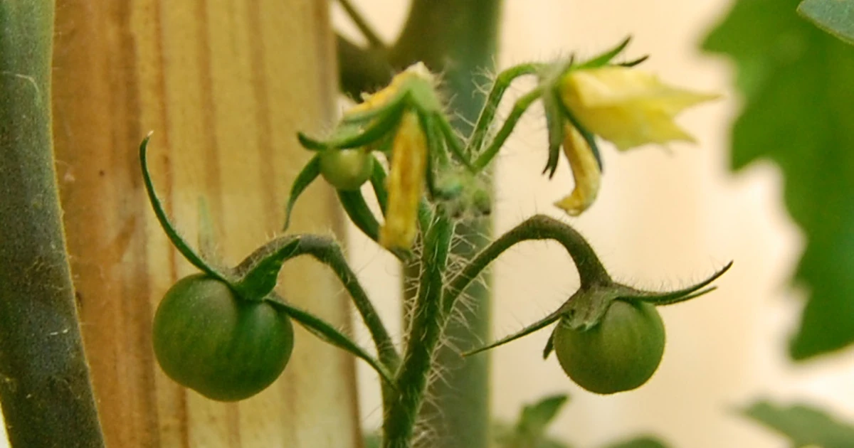 How to Protect Tomatoes From Birds Without Harming Them