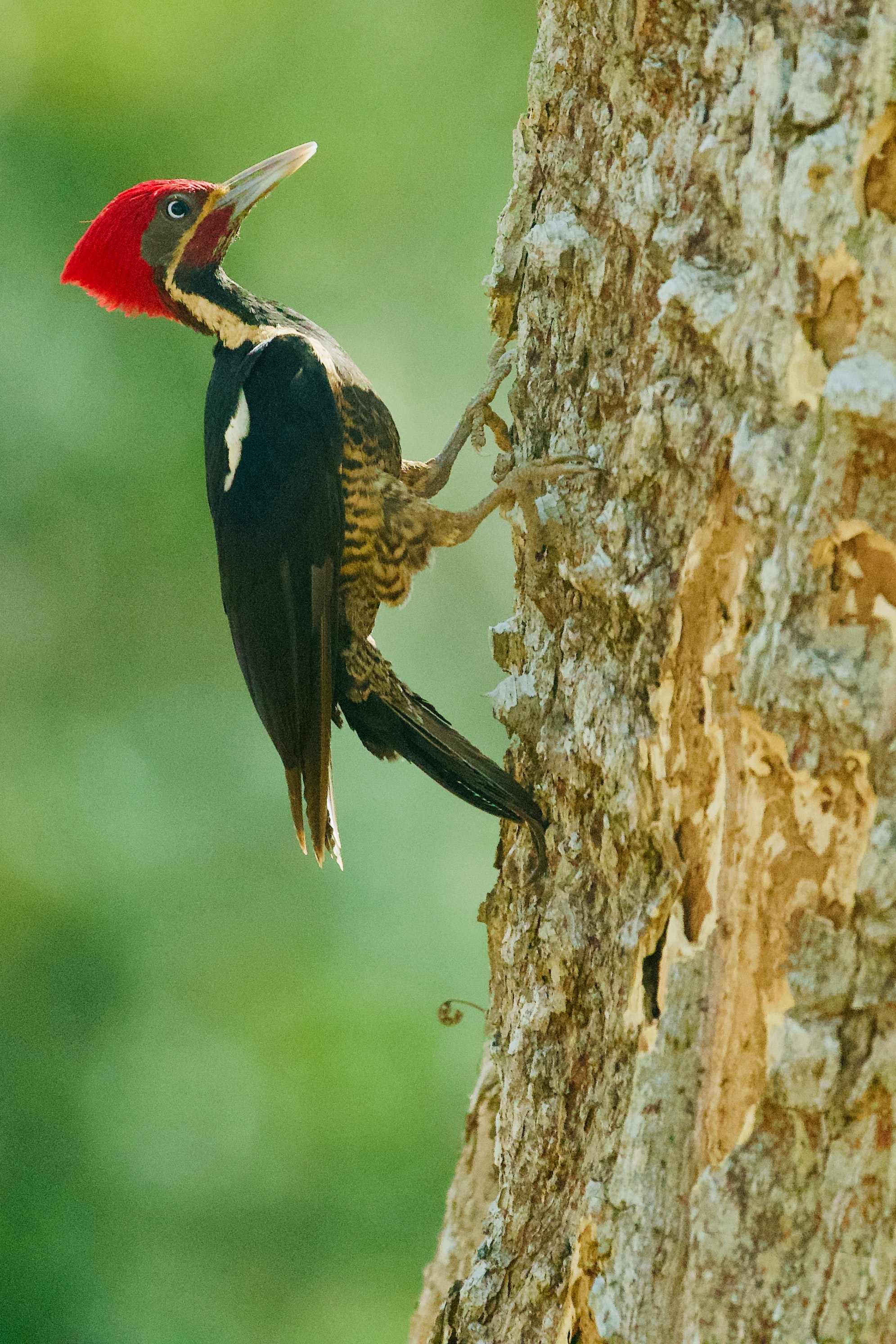 WoodPeckers