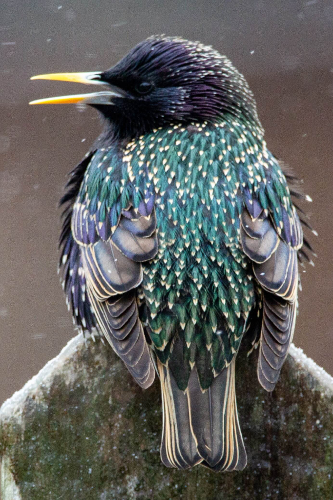 European Starlings