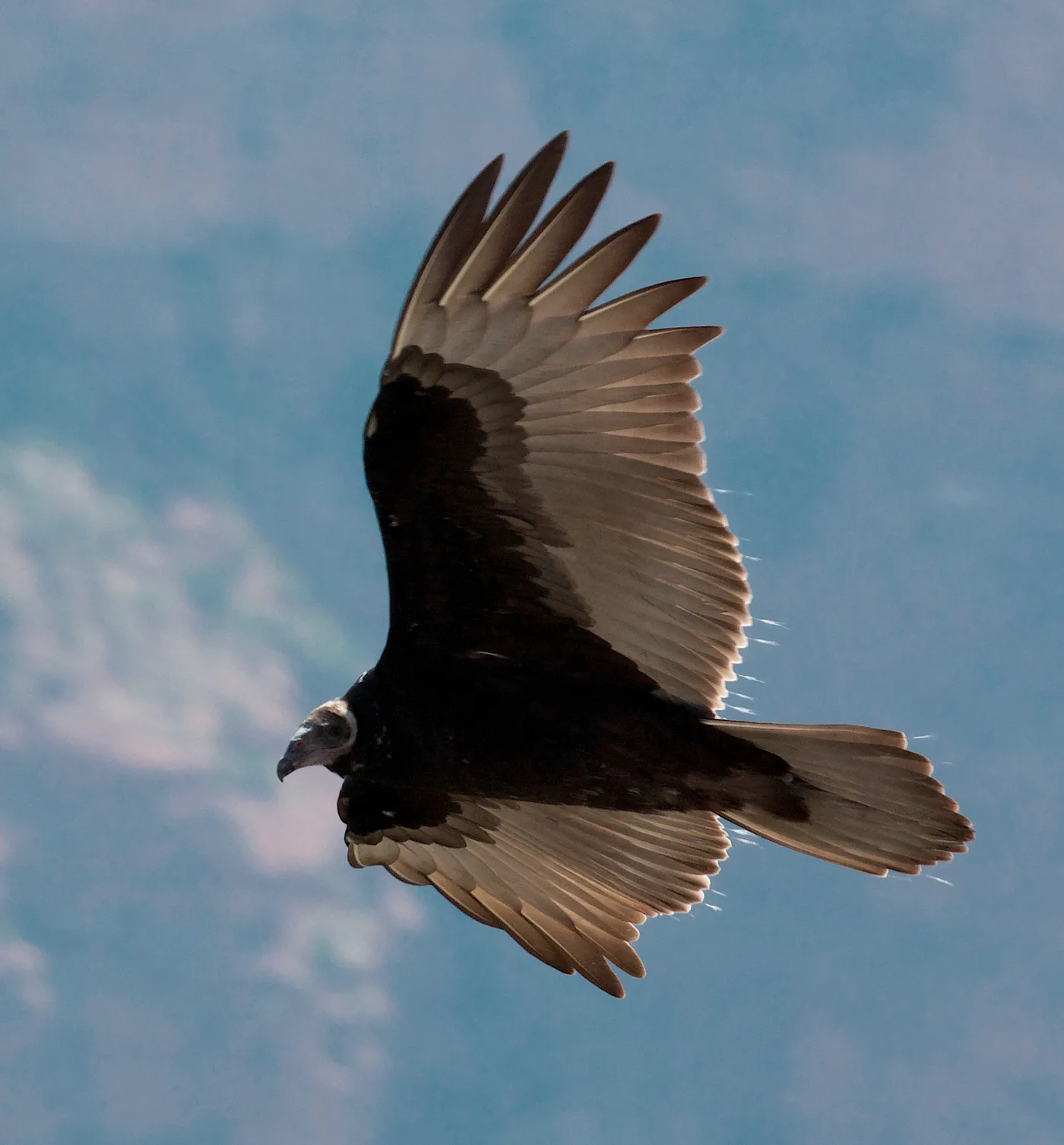 Juvenile Turkey Vulture in flight with a gray head and pale flight feathers