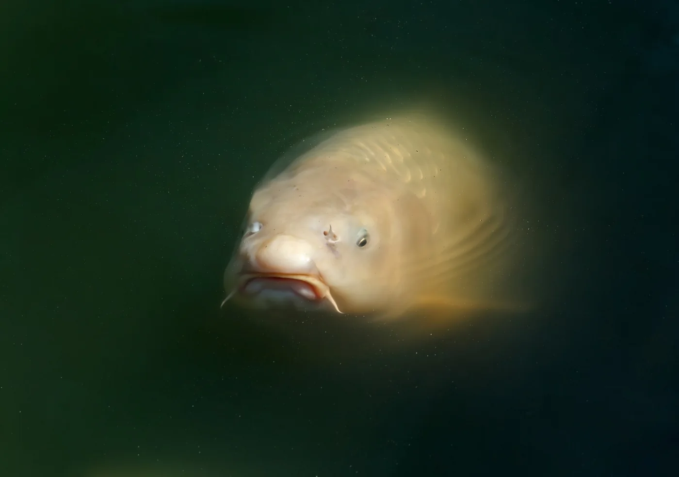 Large koi visible near the surface of an open garden pond, where a heron can see them