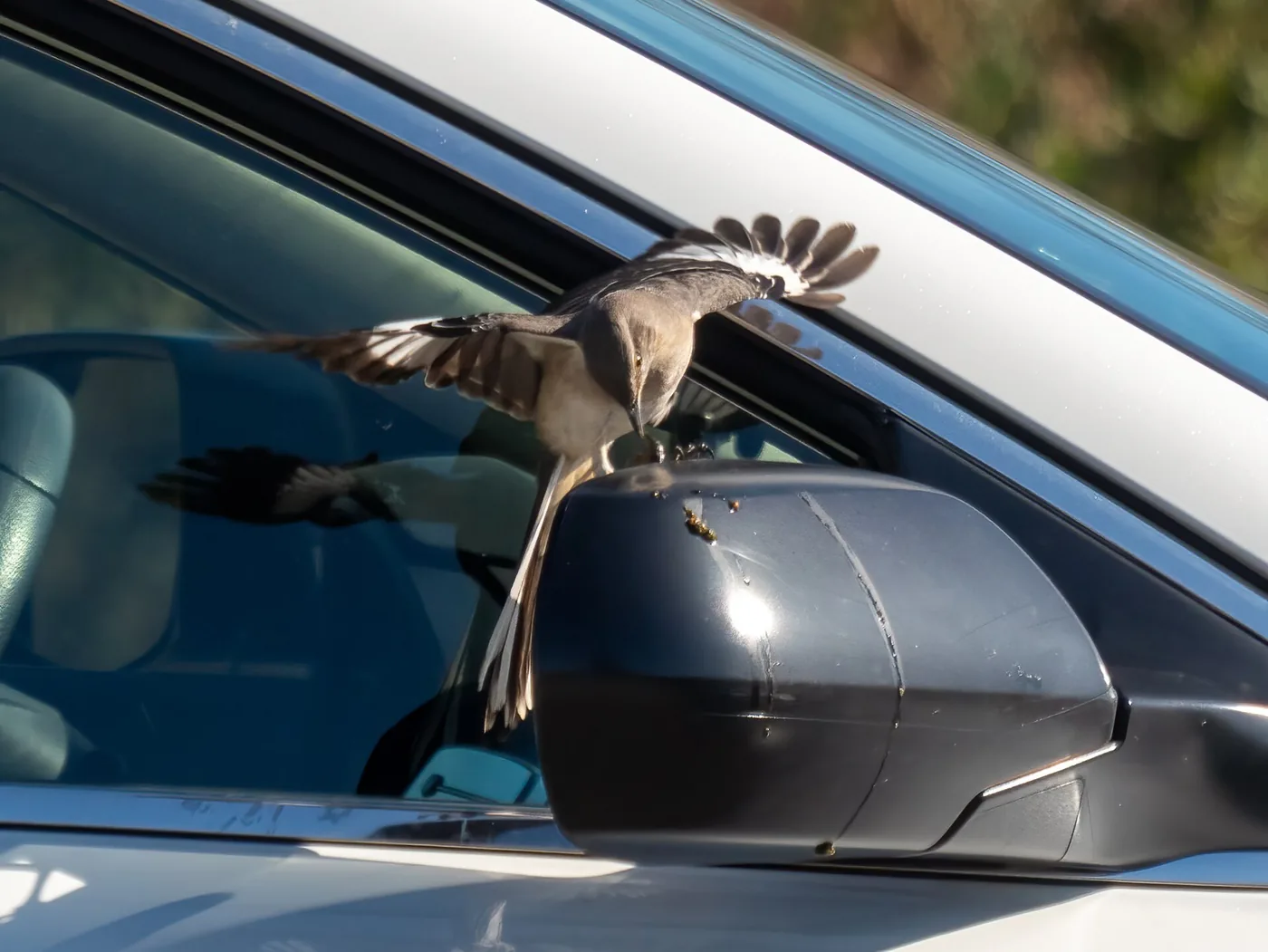 How to Keep Birds Away From Your Car