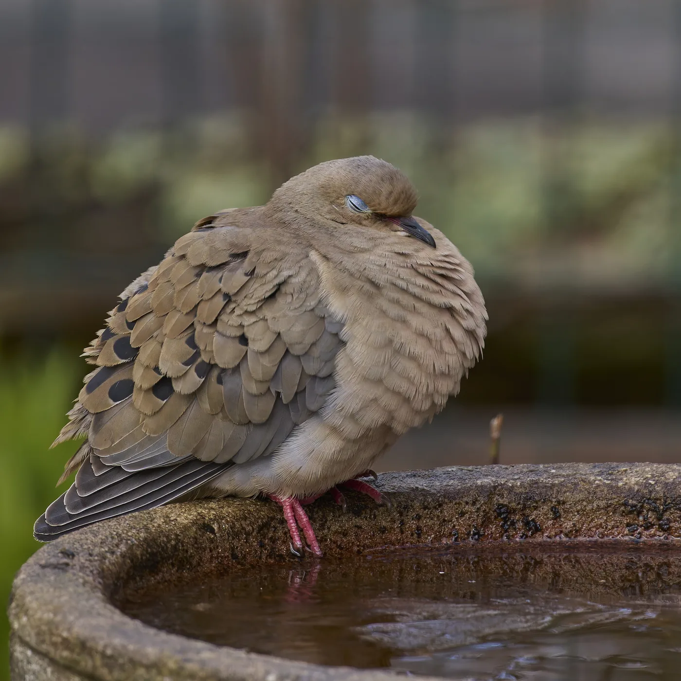 Mourning Dove resting at the edge of a backyard birdbath