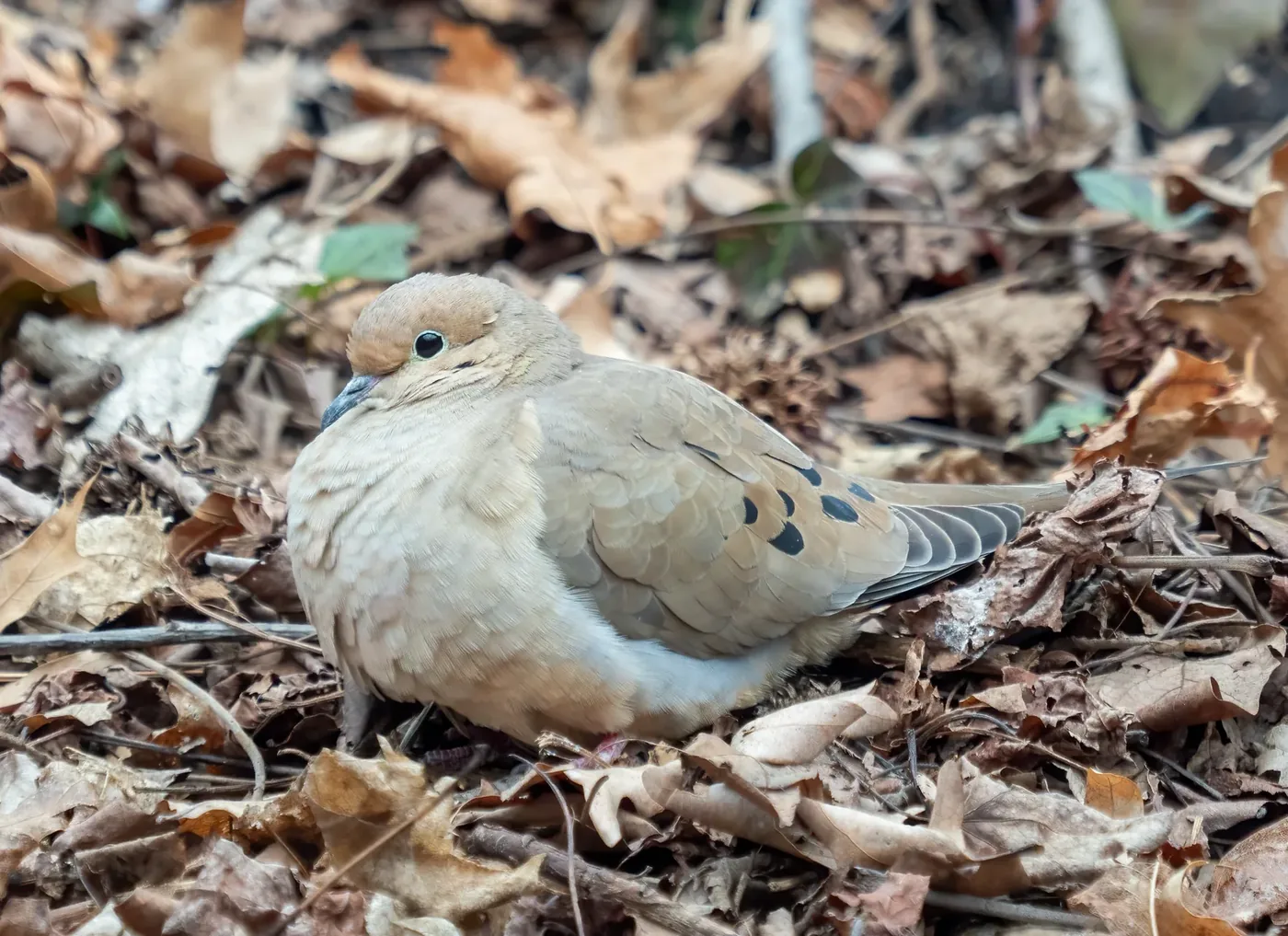 Mourning Dove resting among brown leaves on the ground