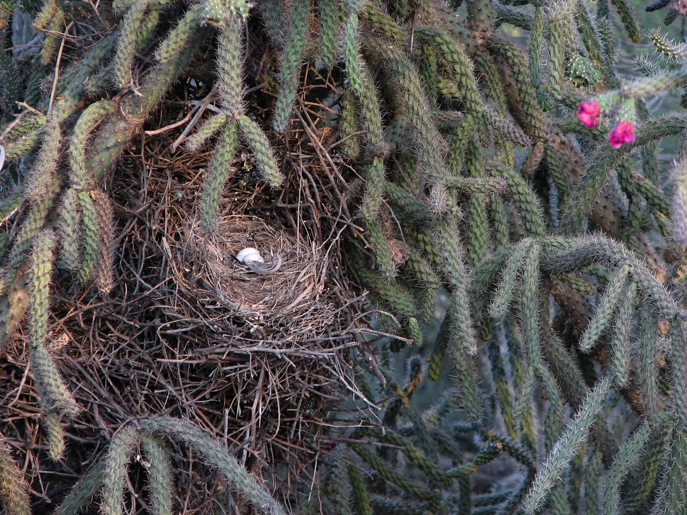 Mourning Dove nest with two white eggs tucked inside a spiny cactus