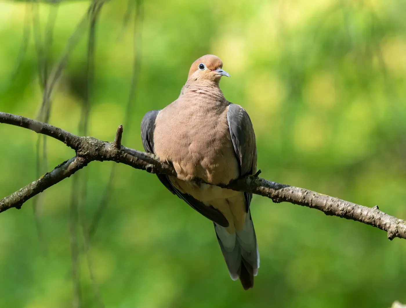Mourning Doves: Identification, Diet, Nesting, and Laws