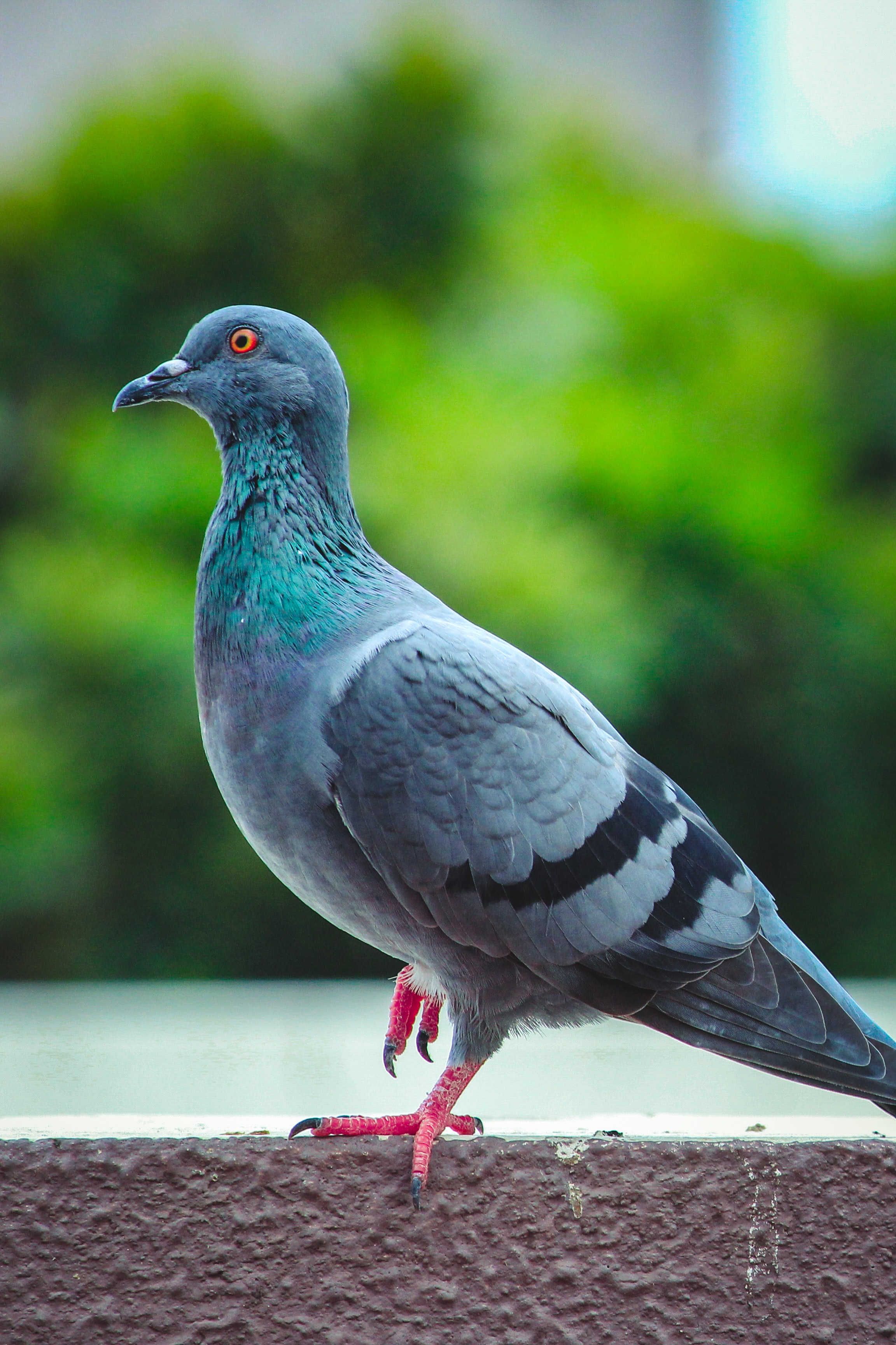 Pigeons