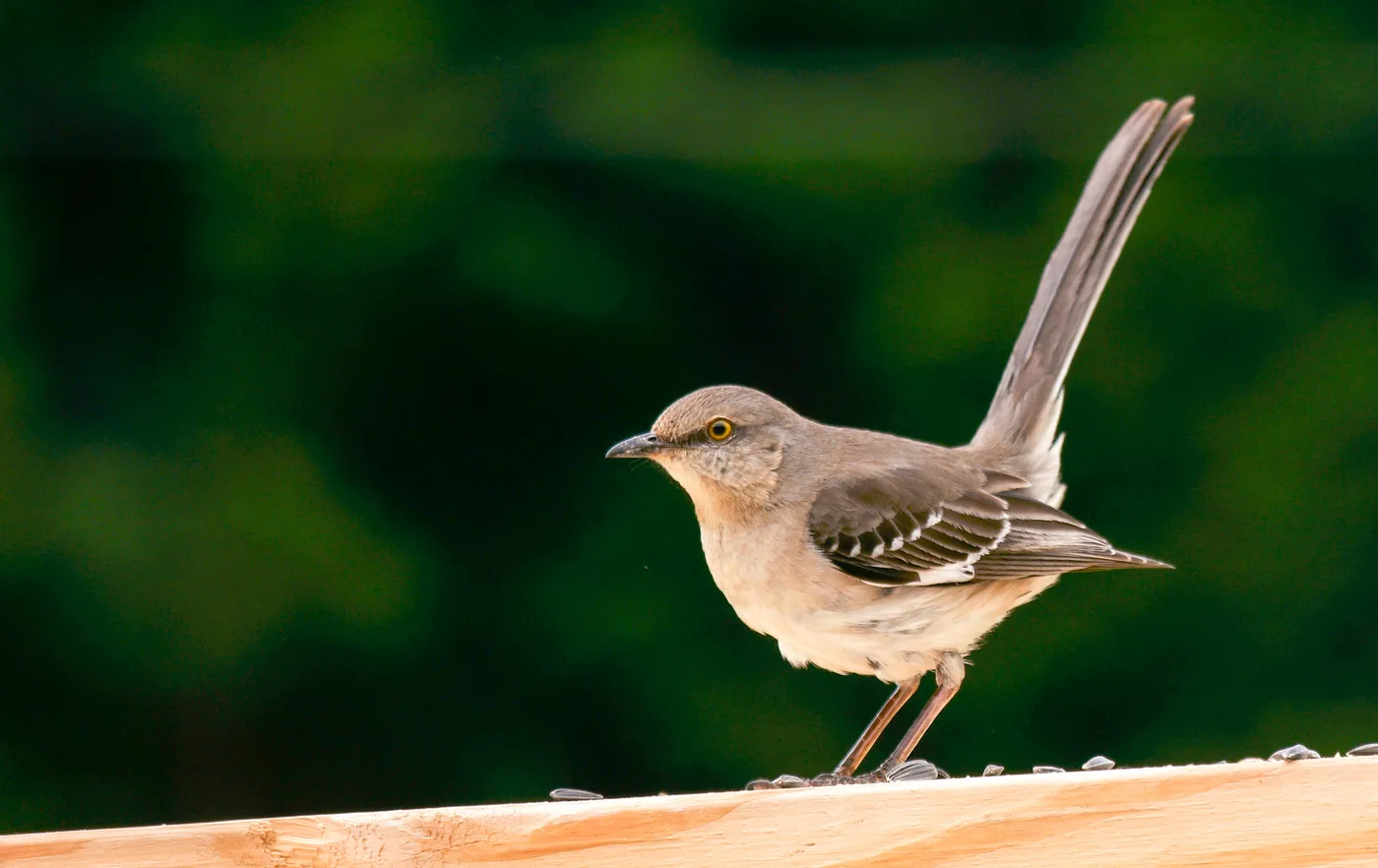 Male northern mockingbird perched — note the distinctive white wing patches visible when the bird spreads its wings