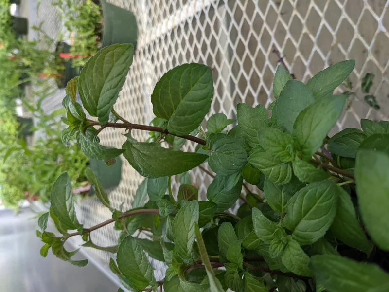 Close-up of peppermint plant leaves, the source of the menthol compound in peppermint oil bird repellent