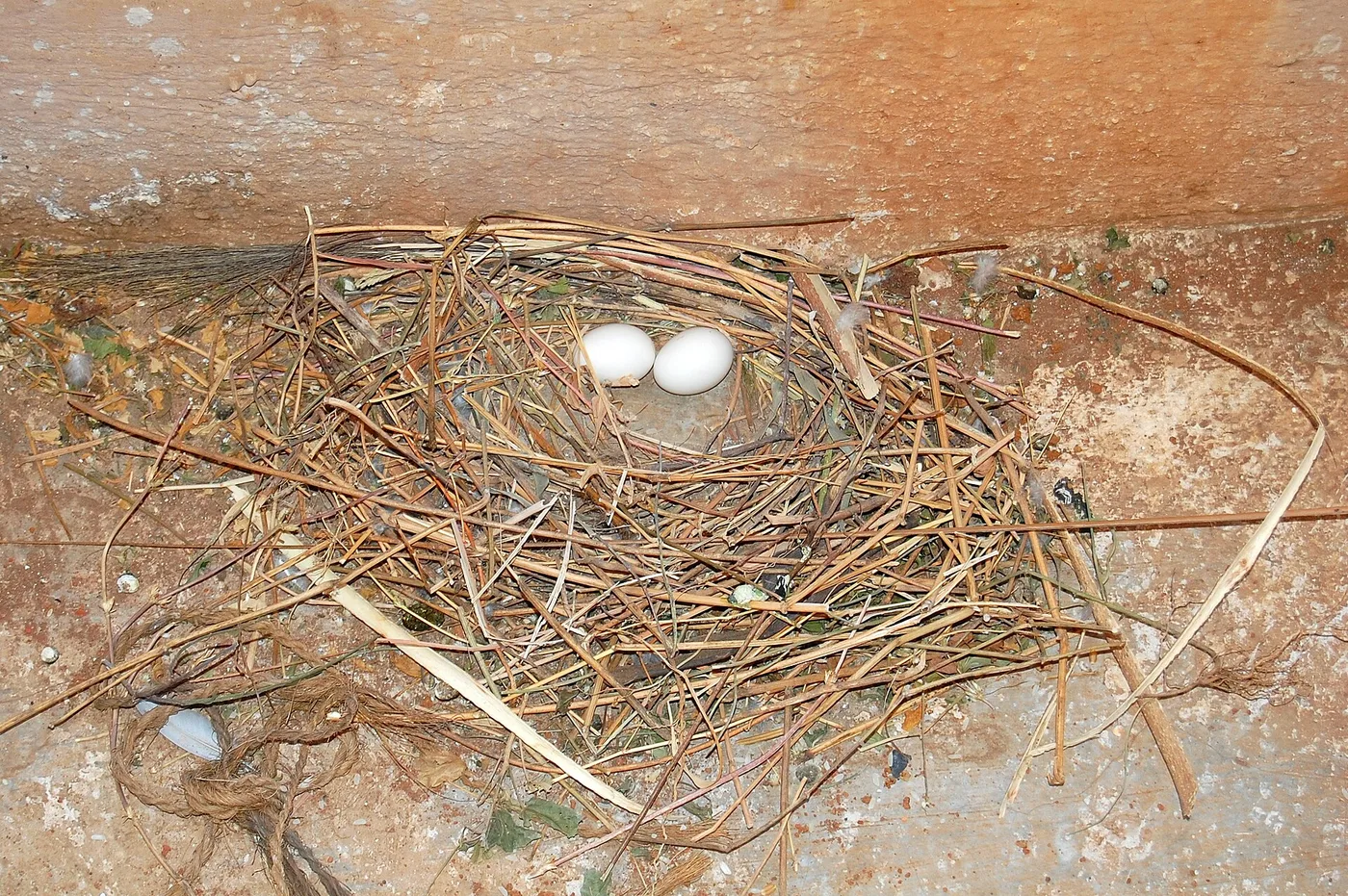 A pigeon nest with two white eggs on a building ledge