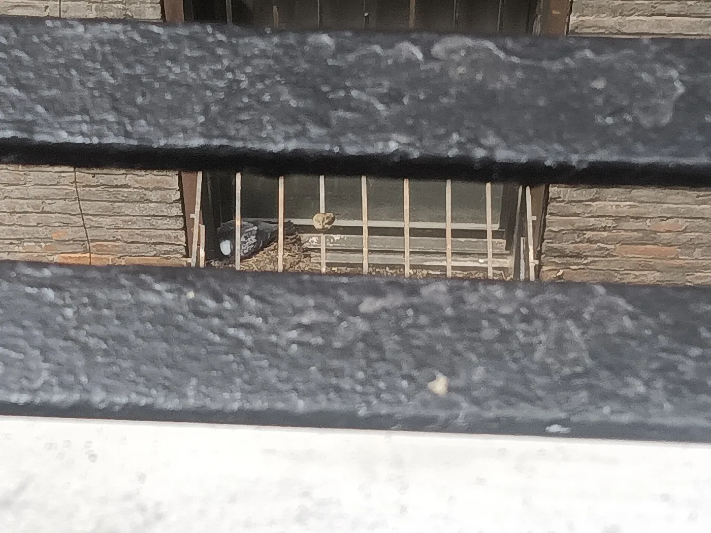 A pigeon nesting inside an air conditioner cage, showing the kind of structural access point where repellent gel is typically applied