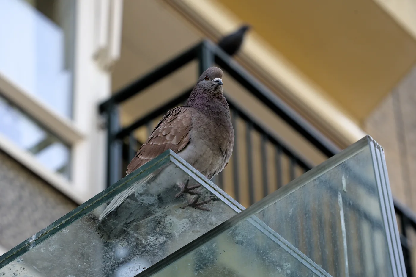 Pigeon perched on a balcony glass railing