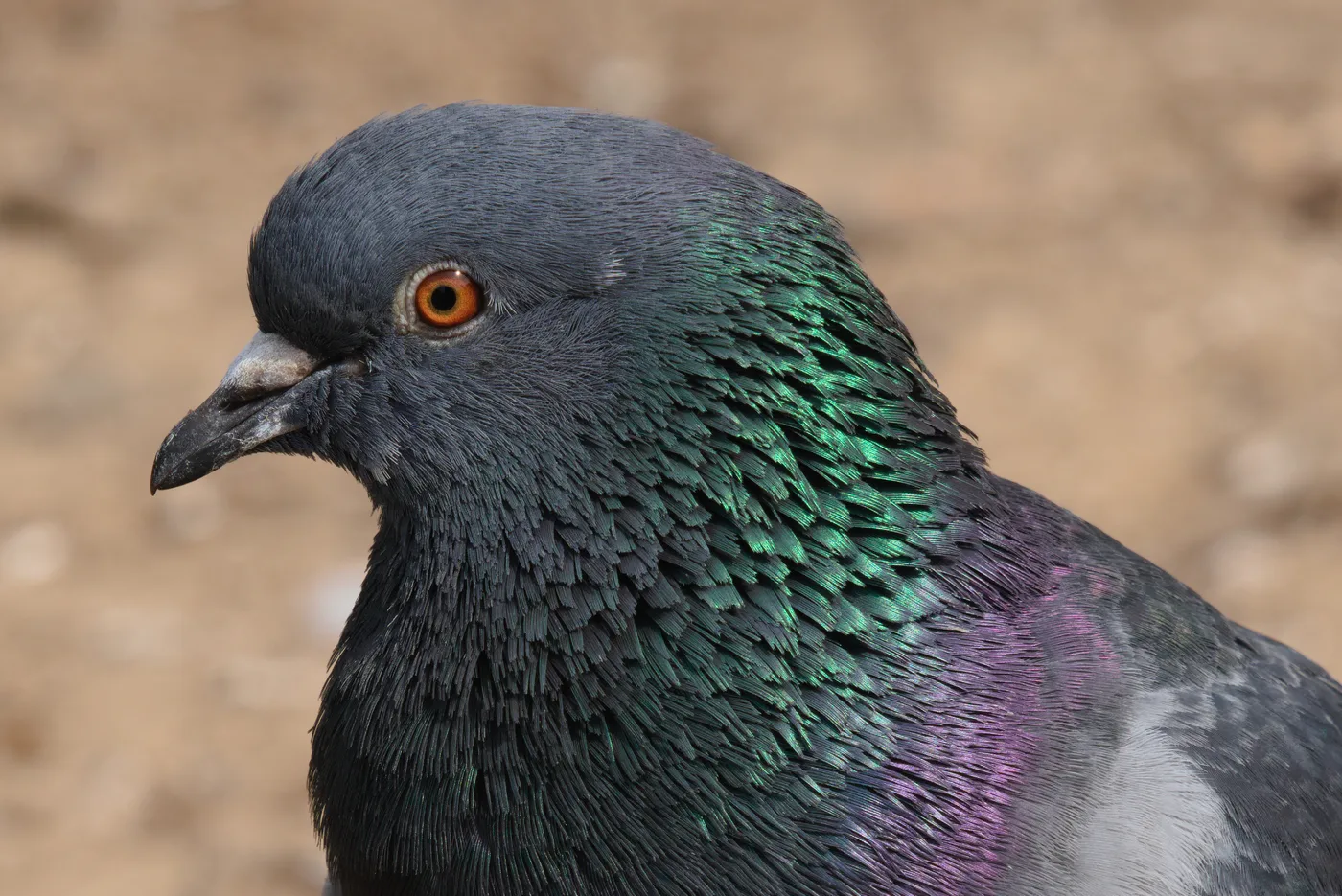 Feral pigeon perched and roosting