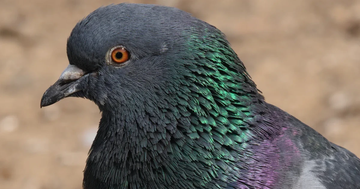 Pigeon Trap: Legal, Humane Limits and When to Call a Pro