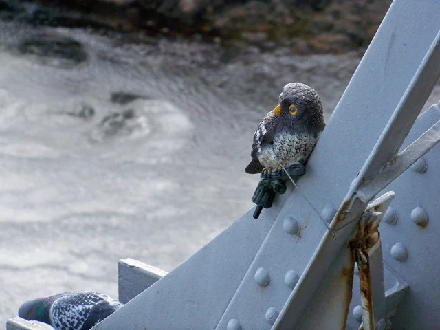 A pigeon perched on a bridge girder just below a small owl decoy