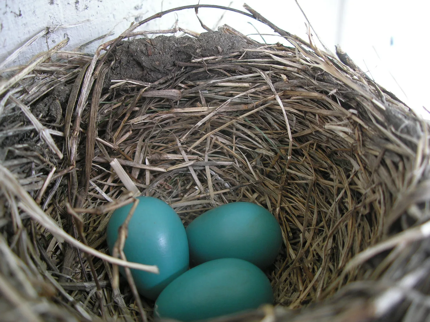 Cup-shaped robin nest with three blue eggs