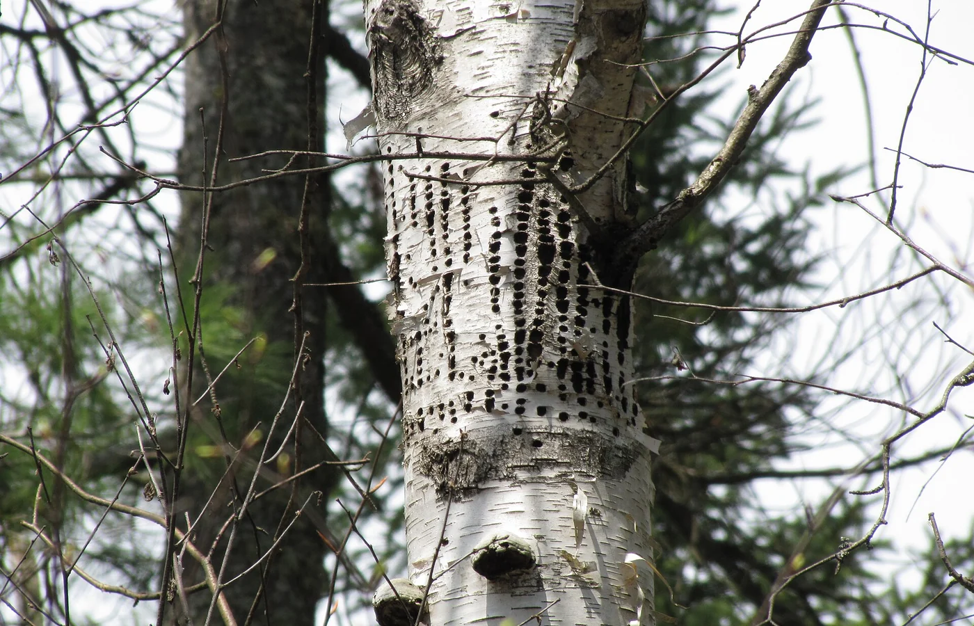 Rows of yellow-bellied sapsucker holes in a birch trunk