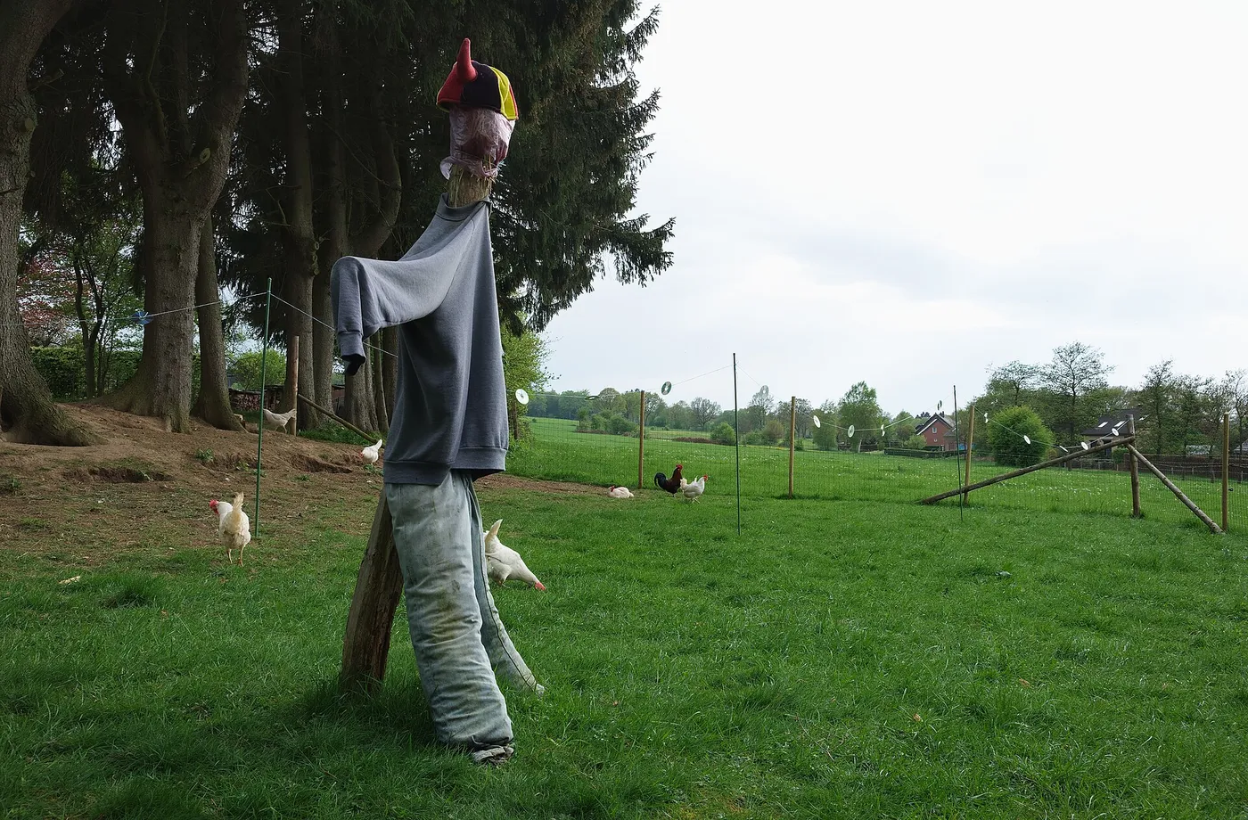 Chickens foraging on the grass a few feet from a scarecrow in a fenced field