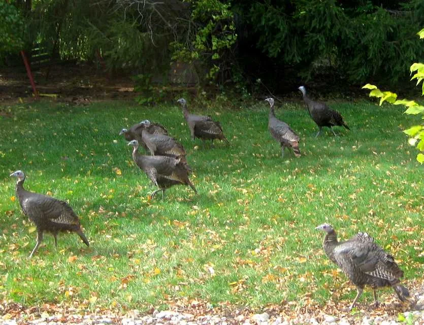 A flock of wild turkeys in a residential backyard, the suburban turkey problem most homeowners face
