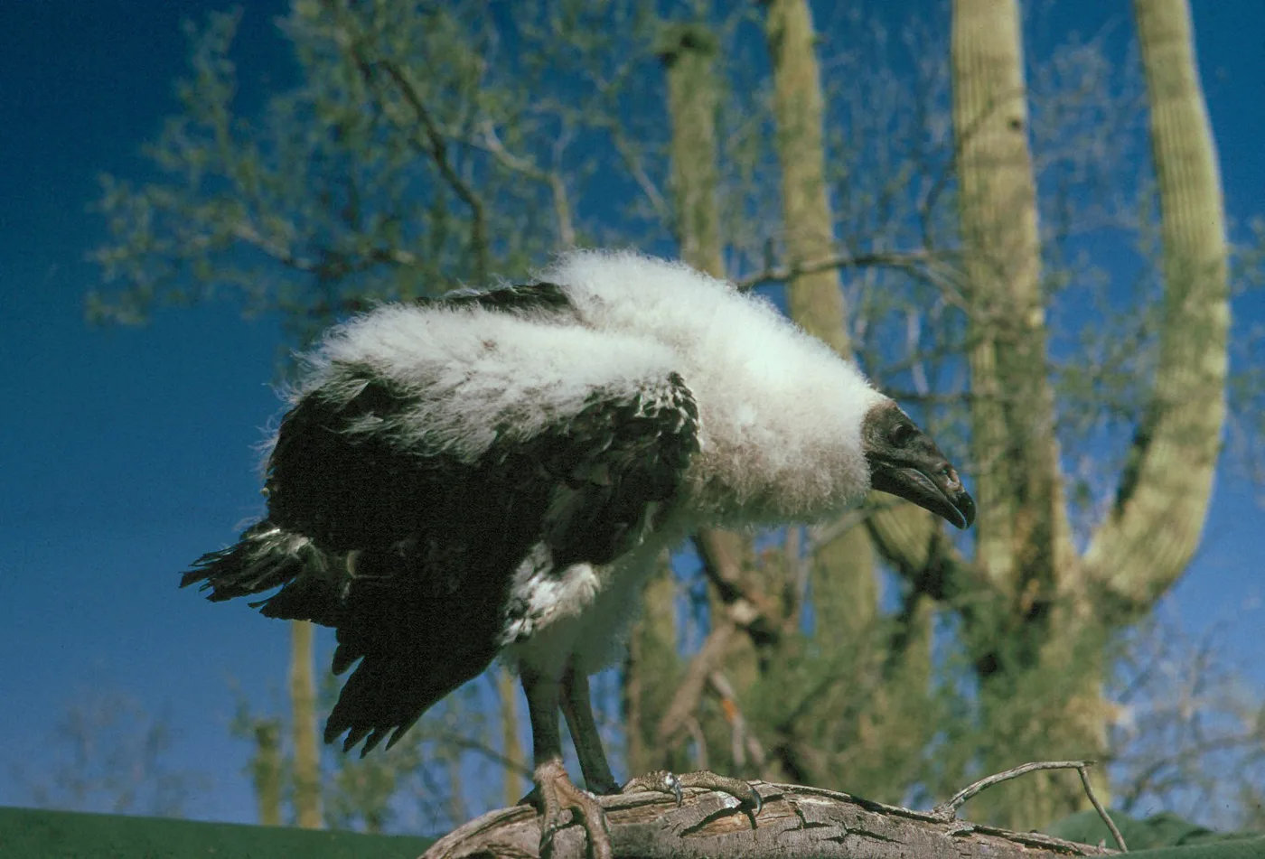Downy Turkey Vulture chick standing on a tree limb