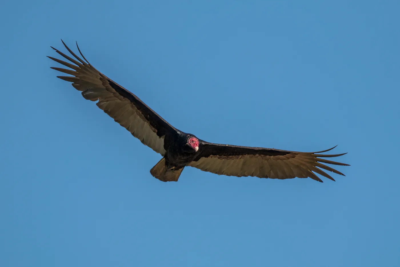 Turkey vulture soaring in flight