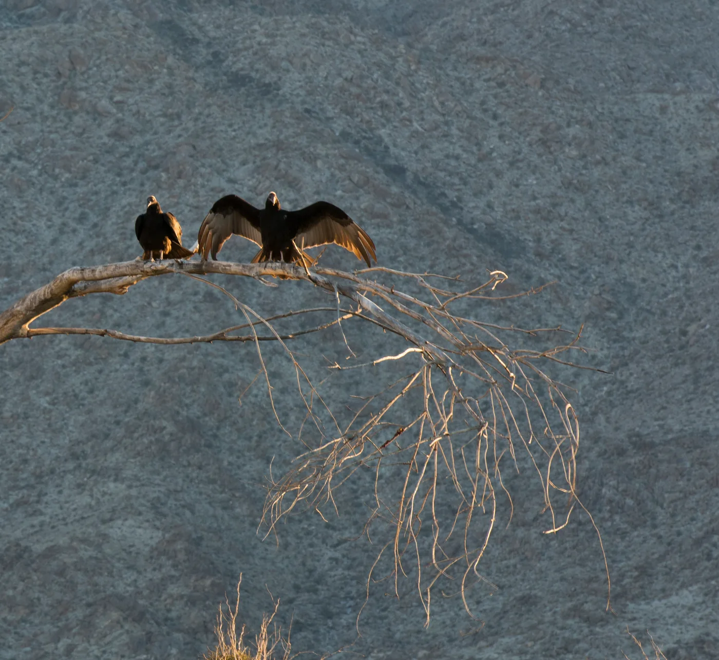 Two Turkey Vultures roosting on a bare branch, one with its wings spread