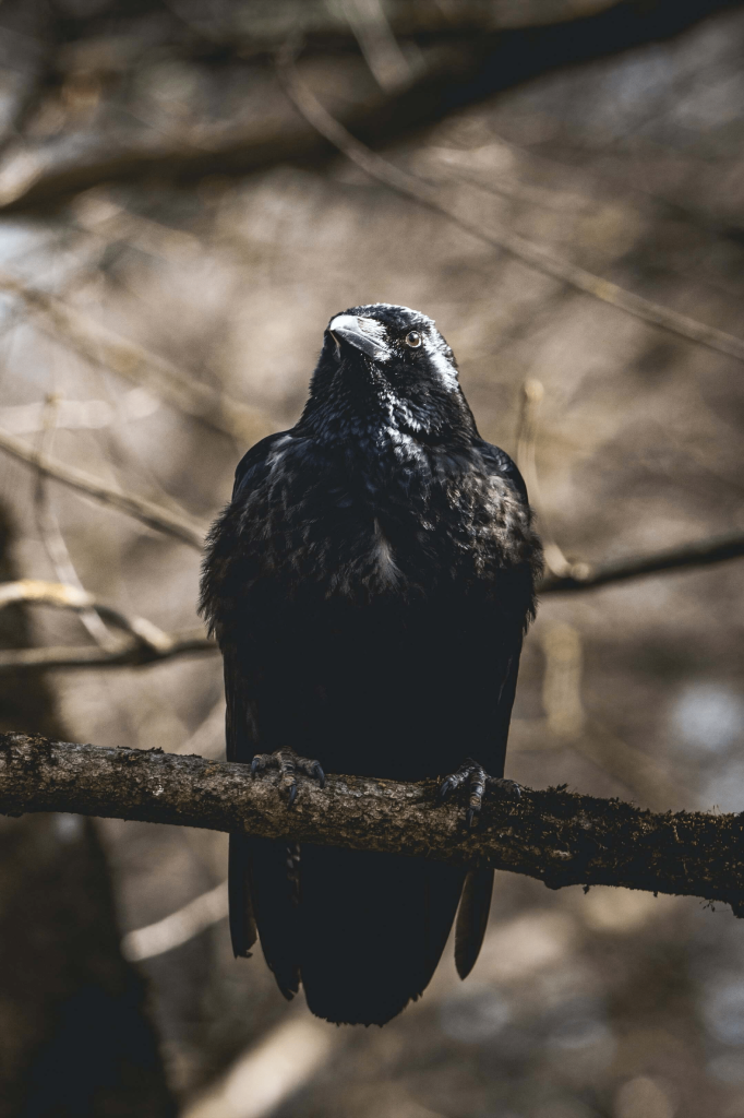 Crows