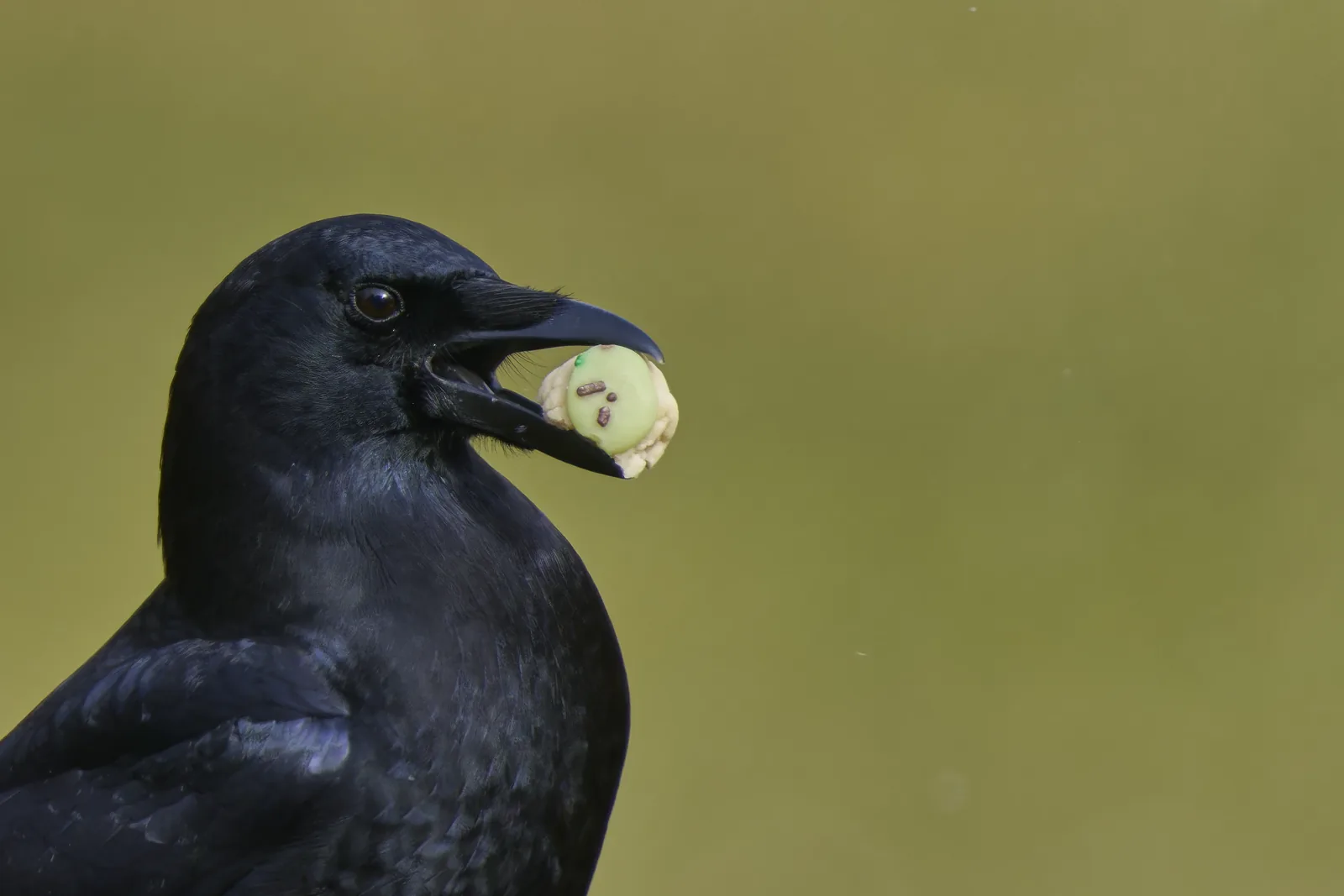 An American crow holding a discarded frosted cookie in its beak, the kind of food reward that outlasts most scare devices