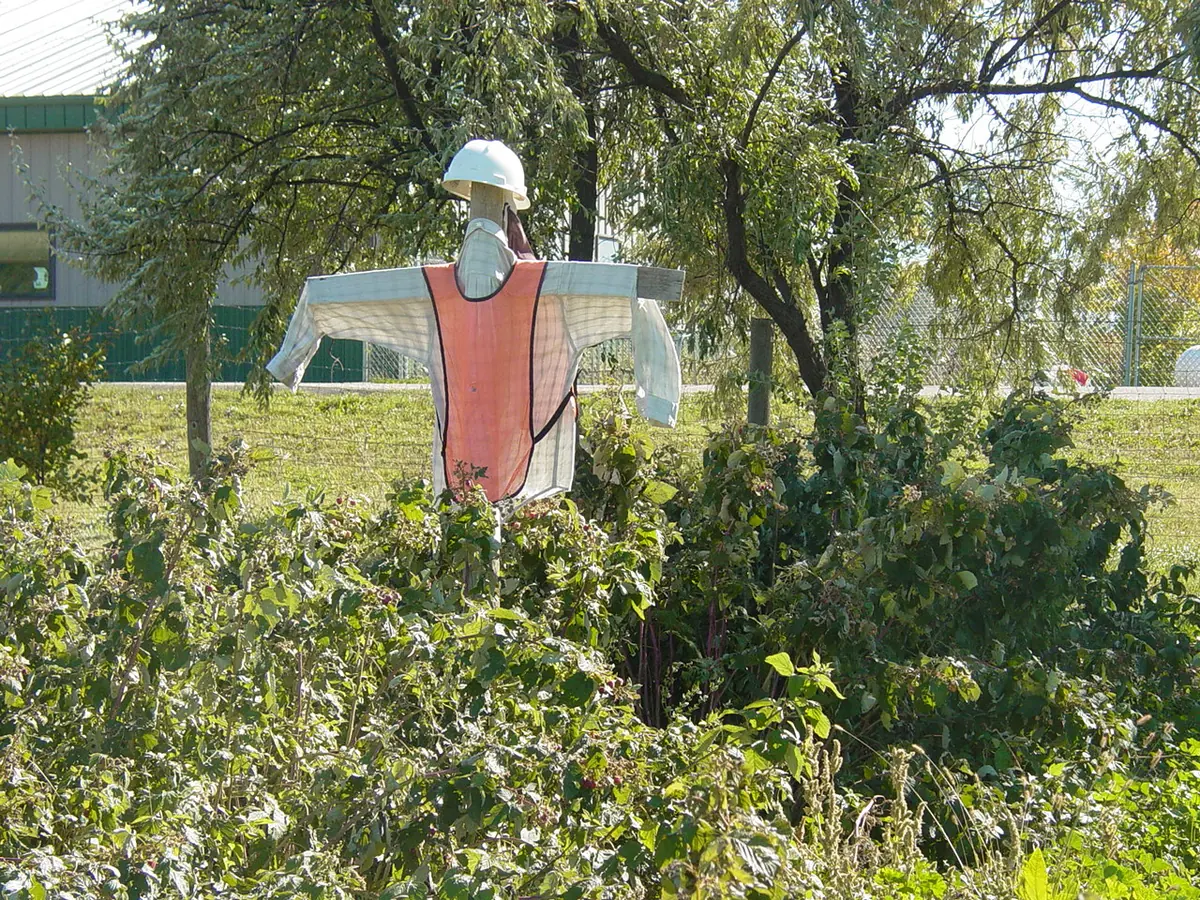A scarecrow in a hard hat and safety vest standing motionless in a berry patch, the classic crow deterrent that stops working once it never moves