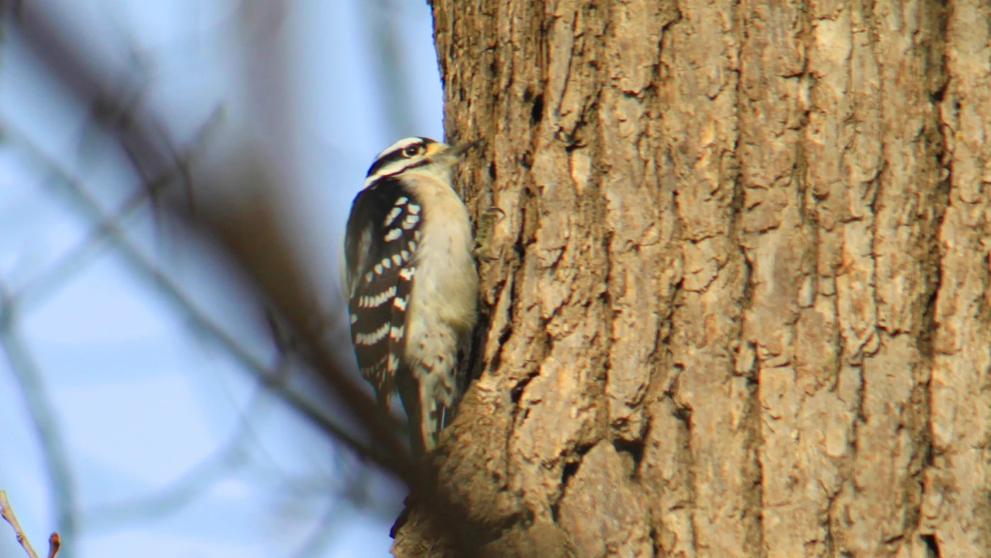 Why Do Woodpeckers Peck Wood? Drumming, Feeding, and Damage Clues