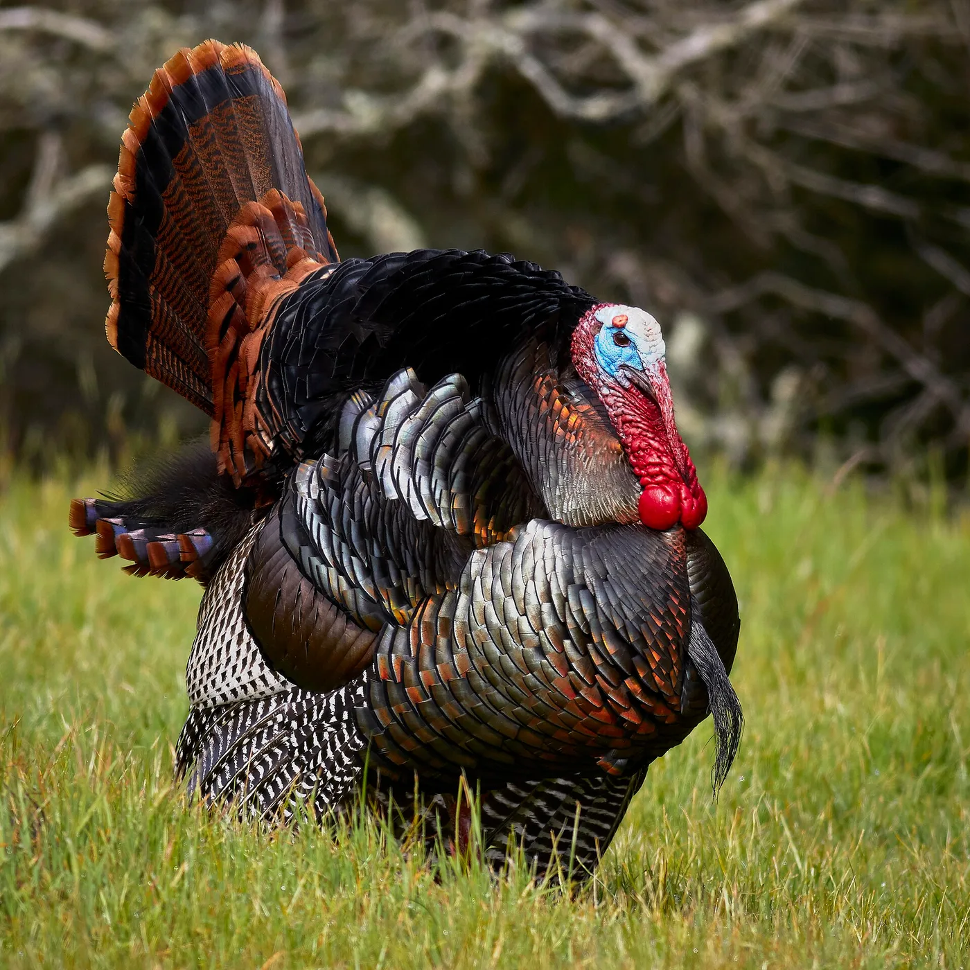 A male wild turkey strutting with its tail fanned out on a lawn